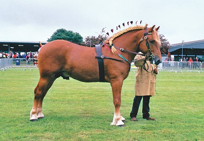 Suffolk Punch Horse Stallion - Springtime Earl 9032